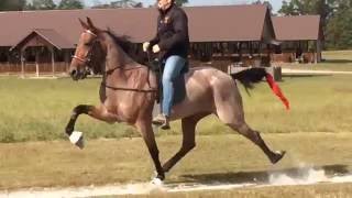 Crimson Pizazz American Standardbred Speed Racking Horse [upl. by Tut]