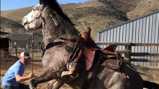 Wild Mustang From Bidding To 1st Ride  Challis Idaho BLM Horse Herd [upl. by Hathcock]