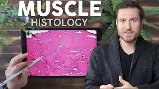 Epithelial Tissue Histology Explained for Beginners  Corporis [upl. by Reagen]