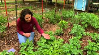 Releasing Green Lacewings in the Vegetable Garden [upl. by Portugal]