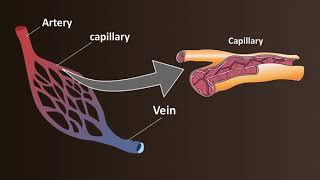 Network of Blood Vessels  Arteries Veins amp Capillaries [upl. by Notsehc]