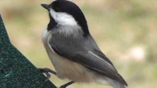 BlackCapped Chickadee  HD MiniDocumentary [upl. by Aiuhsoj]