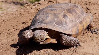 HOW TO BUILD A TORTOISE BUROW [upl. by Nabala]