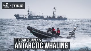 The End of Japans Antarctic Whaling [upl. by Reffotsirhc]