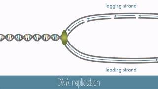 DNA Replication [upl. by Ube688]