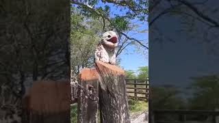 Potoo birds hauntingly beautiful sound [upl. by Soilisav363]