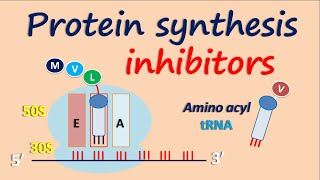 Protein synthesis inhibitors [upl. by Ilarrold]