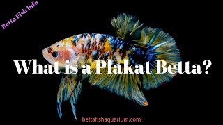 What is a Plakat Betta [upl. by Thordia]