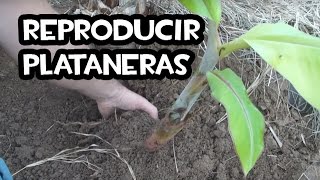 Como Reproducir Plataneras o Guineos  Huerto Organico [upl. by Anaeg]