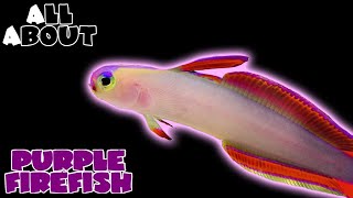 All About The Purple Firefish [upl. by Vladi100]