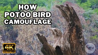 Potoos How Potoo Bird Camouflage [upl. by Ferneau]