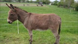 Animal sounds Donkey bray [upl. by Odom]