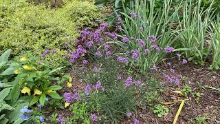 Plant Review Verbena bonariensis [upl. by Phillis]