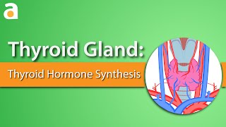 Thyroid Gland Thyroid Hormone Synthesis [upl. by Jerrold]