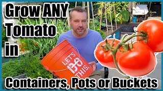 How to Grow Tomatoes in Containers Pots or Buckets Container Gardening [upl. by Laughton]