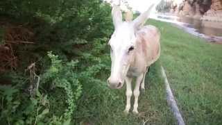 Hilarious donkey noises at Wadi Shab Loudest Angry Donkey Ever [upl. by Veljkov]