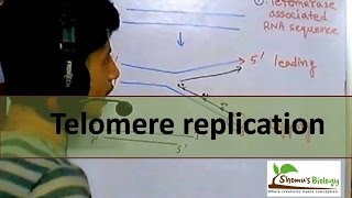 Telomere replication in eukaryotes [upl. by Ailssa]