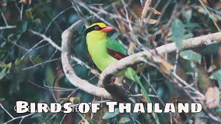 Birds of Thailand with sounds 4K [upl. by Pozzy]