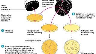 Colony hybridization assay [upl. by Eissen611]