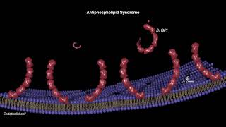 Antiphospholipid syndrome [upl. by Anael]