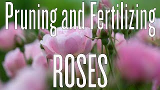 Pruning and Fertilizing Roses [upl. by Ayom]