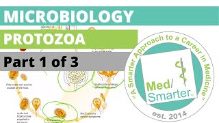 Protozoa  Microbiology  USMLE STEP 1  Part 1 of 3 [upl. by Niryt]