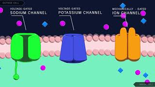 Importance of myelin sheath [upl. by Beitch]