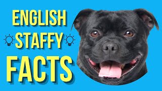 Staffordshire Bull Terrier Top 10 Facts English Staffy [upl. by Cirillo]