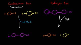 Condensation and Hydrolysis Reactions [upl. by Yl140]