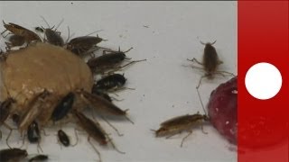 Cockroaches set for bitter end  science [upl. by Marie82]