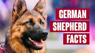 German Shepherd Everything You Need to Know [upl. by Aitra]