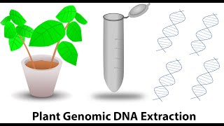 Plant genomic DNA extraction [upl. by Kiker]