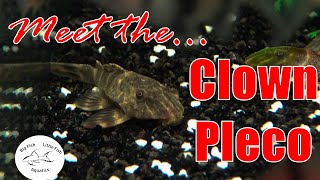 Meet the Clown Pleco L104  Species Profile [upl. by Imuy241]