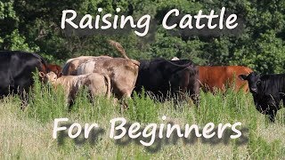 Raising Cattle for Beginners [upl. by Eidroj]