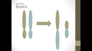 Robertsonian Translocation Basics [upl. by Acitel784]