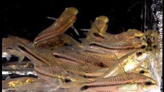 Corydoras pygmaeus The Pygmy Cory Species Spotlight [upl. by Nnylrats]