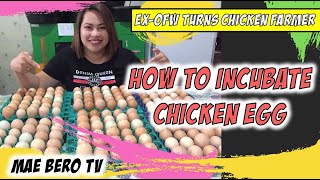 Proper Chicken Egg Incubation Process  Rhode Island Red [upl. by Suertemed453]