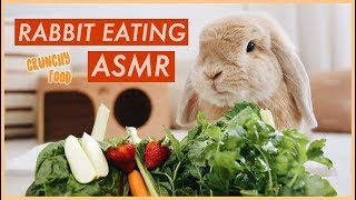 Bunny Eating Crunchy Food ASMR  WahlieTV [upl. by Berte]