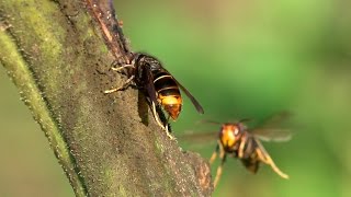 A avespa asiática unha ameaza ambiental vespa velutina [upl. by Llednohs]