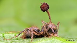 Zombie Ant killed by an Entomopathogenic Fungus [upl. by Williamson]