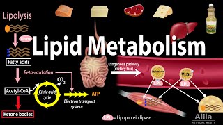 Lipid Fat Metabolism Overview Animation [upl. by Moitoso]