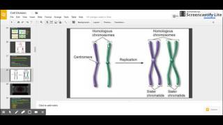 Sister Chromatids vs Homologous Chromosomes [upl. by Ilujna]