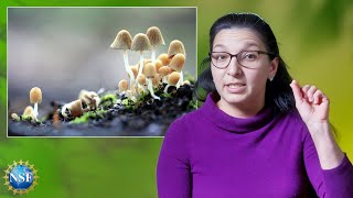 Cordyceps amp Fungi Explained [upl. by Nyrok811]