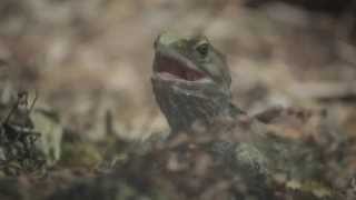 Tuatara  National Aquarium of New Zealand [upl. by Alpert885]