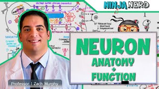 Neurology  Neuron Anatomy amp Function [upl. by Ailero]