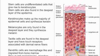 Cells of the Epidermis [upl. by Raffin863]