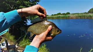 Pecanje babuške na plovak  Dunavac  Fishing on float [upl. by Yeorgi]