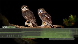 Southern Boobook  Owl Calls and Sounds [upl. by Xad144]