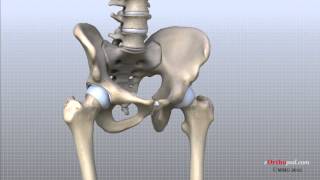 Hip Anatomy Animated Tutorial [upl. by Raphaela227]