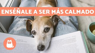 ¿Cómo tener un PERRO TRANQUILO ✅ 5 Consejos Efectivos y Fáciles [upl. by Edlin]